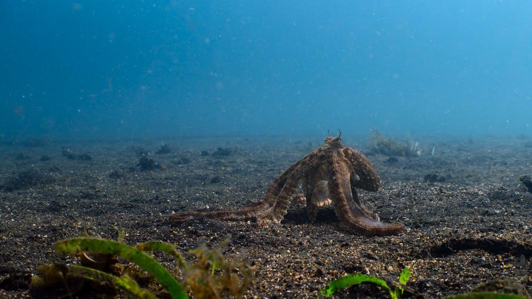 اسرار اختاپوس - Image screenshot of android app