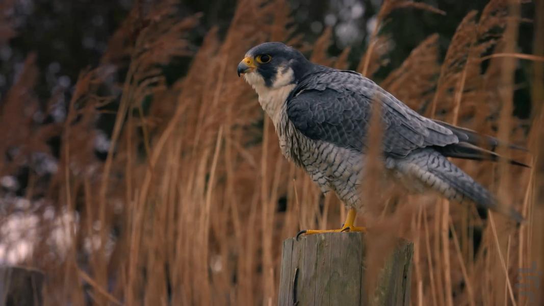 فوق طبیعی - عکس برنامه موبایلی اندروید