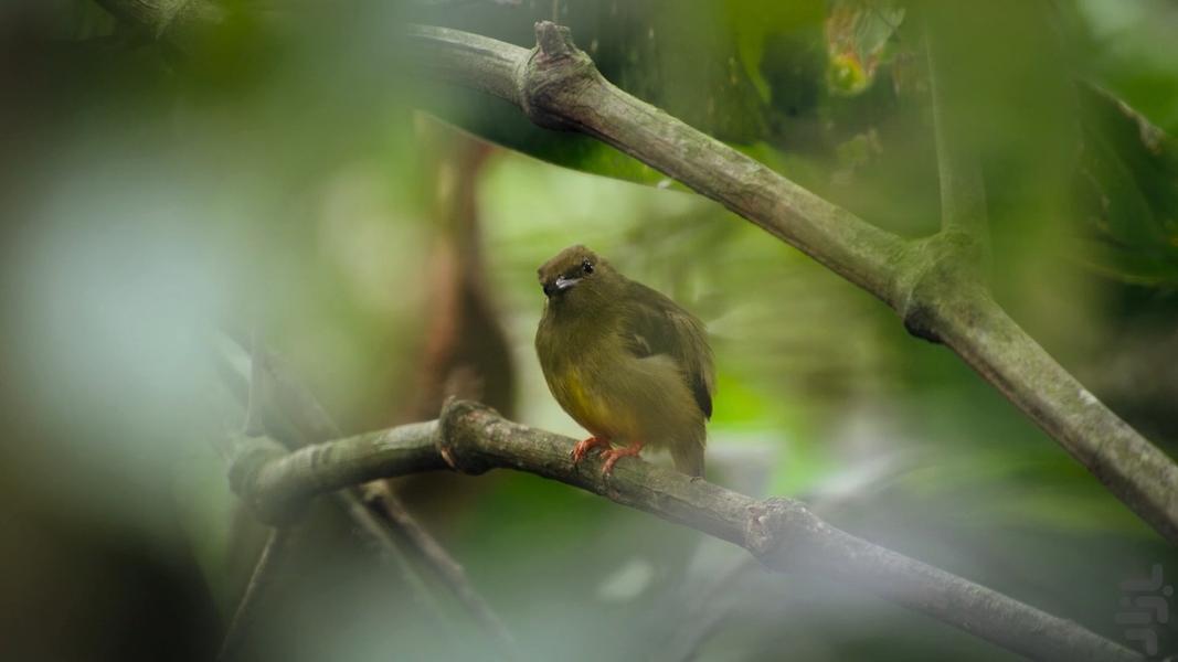 فوق طبیعی - عکس برنامه موبایلی اندروید