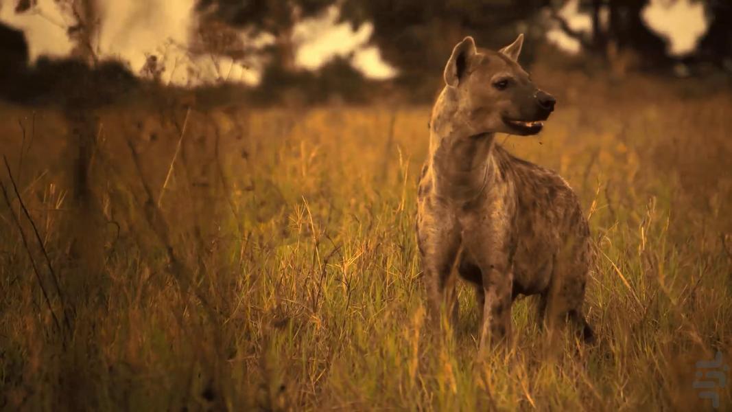 فوق طبیعی - عکس برنامه موبایلی اندروید