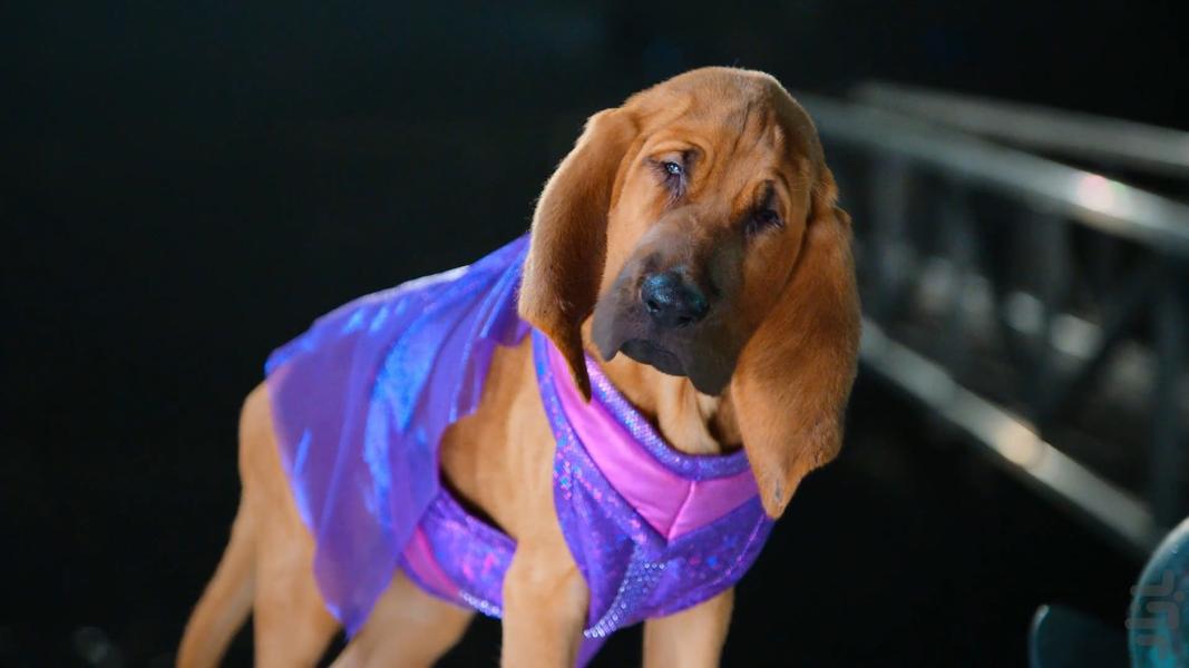 توله سگ های قهرمان - عکس برنامه موبایلی اندروید