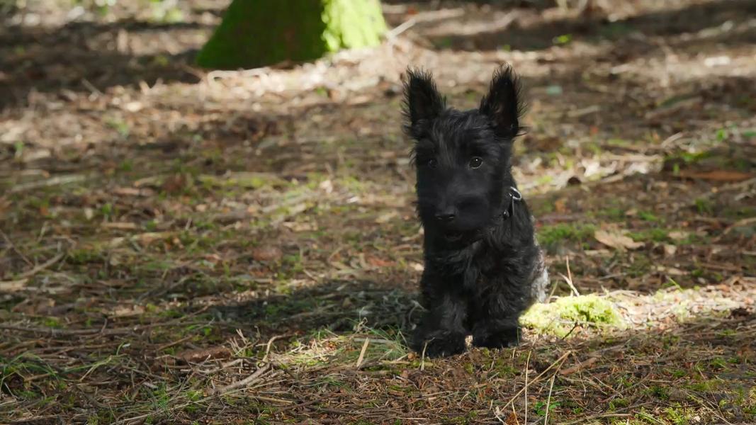 توله سگ های قهرمان - عکس برنامه موبایلی اندروید