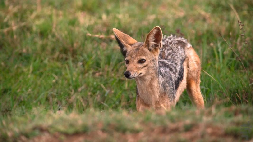 Tiny World - عکس برنامه موبایلی اندروید