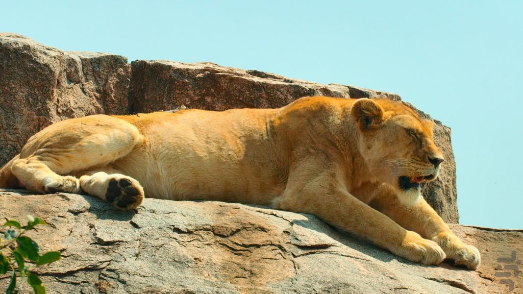 Tiny World - عکس برنامه موبایلی اندروید