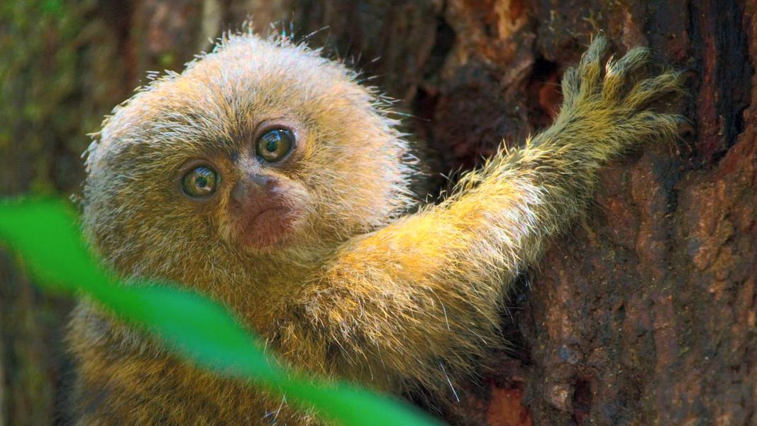 Tiny World - عکس برنامه موبایلی اندروید