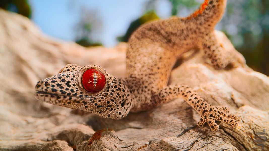 Tiny World - عکس برنامه موبایلی اندروید