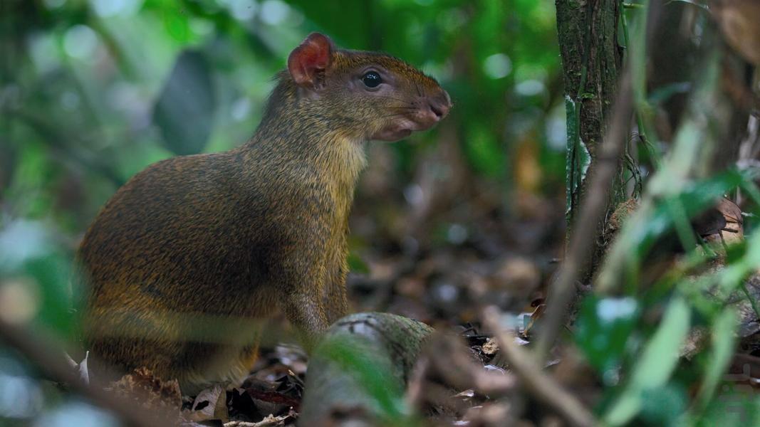 Tiny World - عکس برنامه موبایلی اندروید