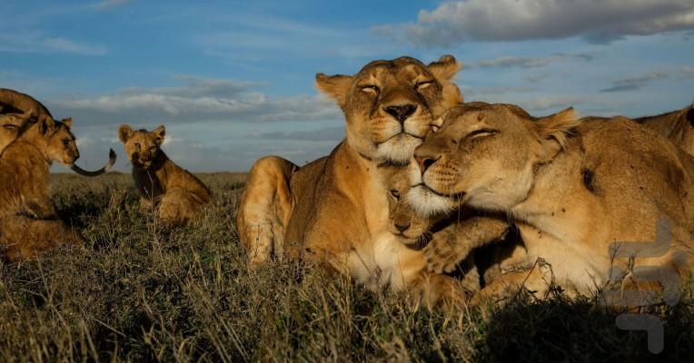 یک هفته با گربهسانان - عکس برنامه موبایلی اندروید