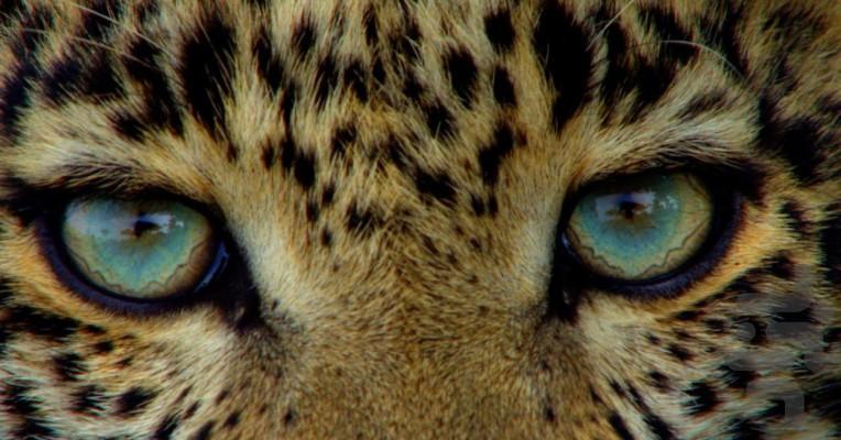 یک هفته با گربهسانان - عکس برنامه موبایلی اندروید