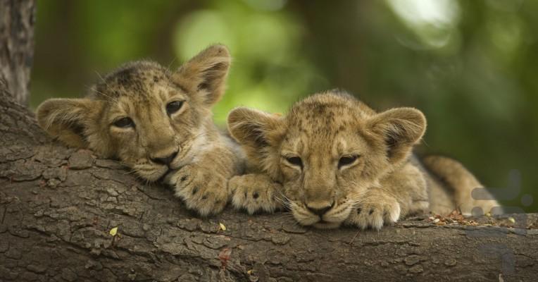 یک هفته با گربهسانان - عکس برنامه موبایلی اندروید