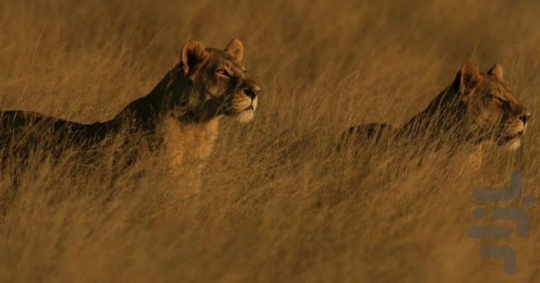 یک هفته با گربهسانان - عکس برنامه موبایلی اندروید