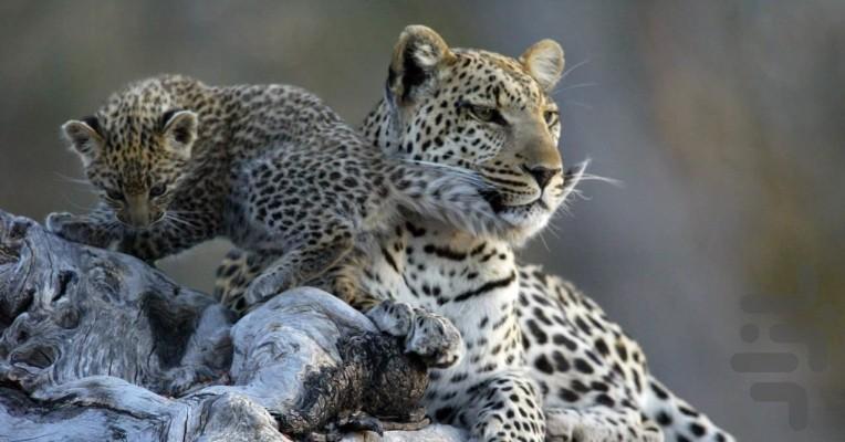 یک هفته با گربهسانان - عکس برنامه موبایلی اندروید