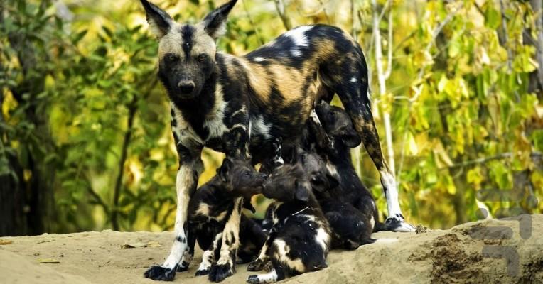 Growing Up Animal - Image screenshot of android app
