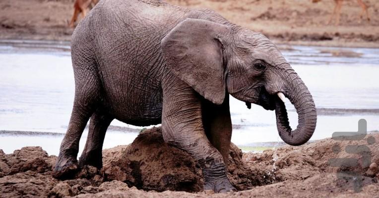 Growing Up Animal - Image screenshot of android app