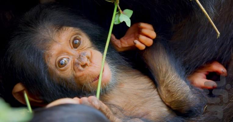 Growing Up Animal - Image screenshot of android app