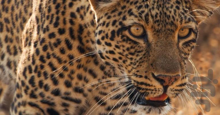 Mammals - Image screenshot of android app