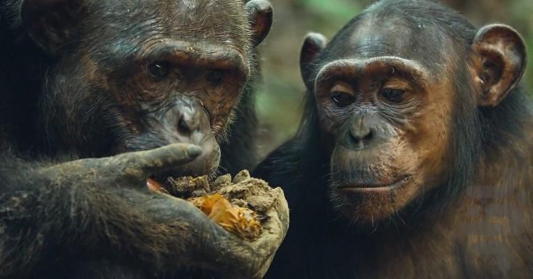 Mammals - Image screenshot of android app