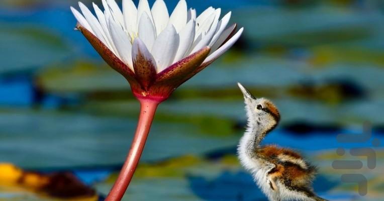 سیاره زمین ۳ - Image screenshot of android app