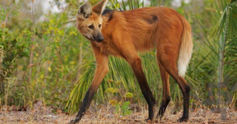 سیاره زمین ۳ - Image screenshot of android app