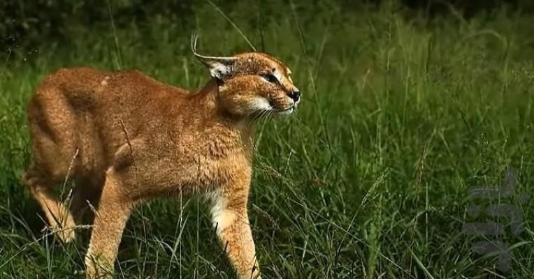 شکار و بقا - عکس برنامه موبایلی اندروید