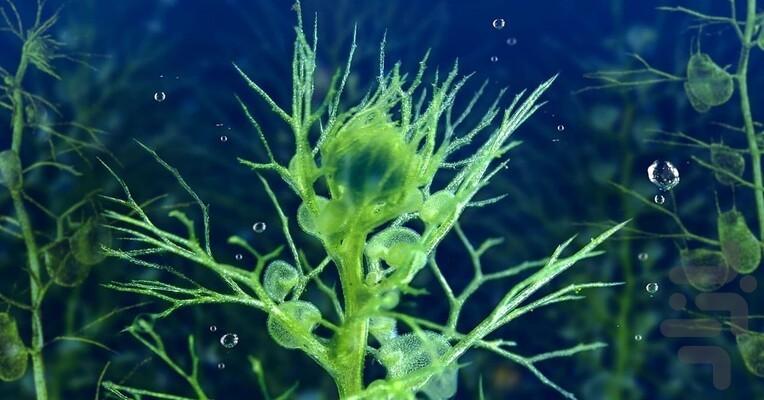 The Green Planet - Image screenshot of android app
