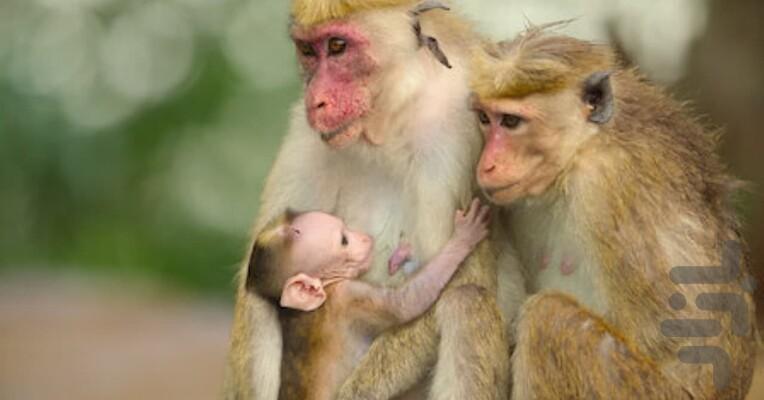 Wild Babies - Image screenshot of android app