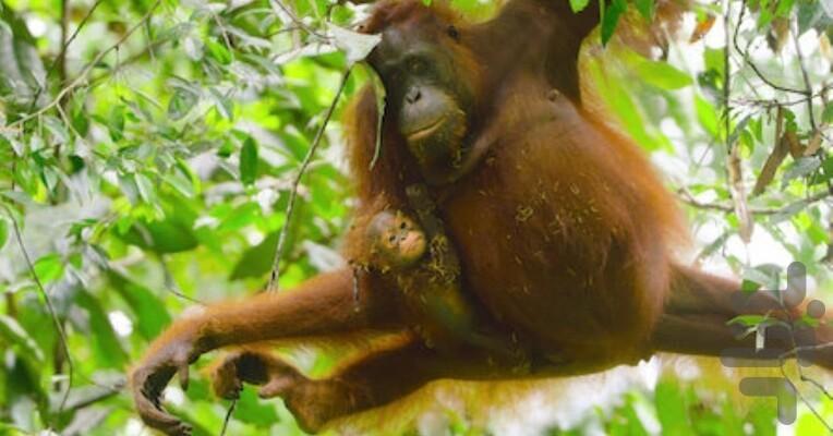 Wild Babies - Image screenshot of android app