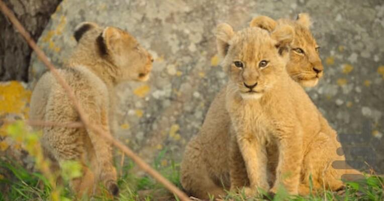 Wild Babies - Image screenshot of android app