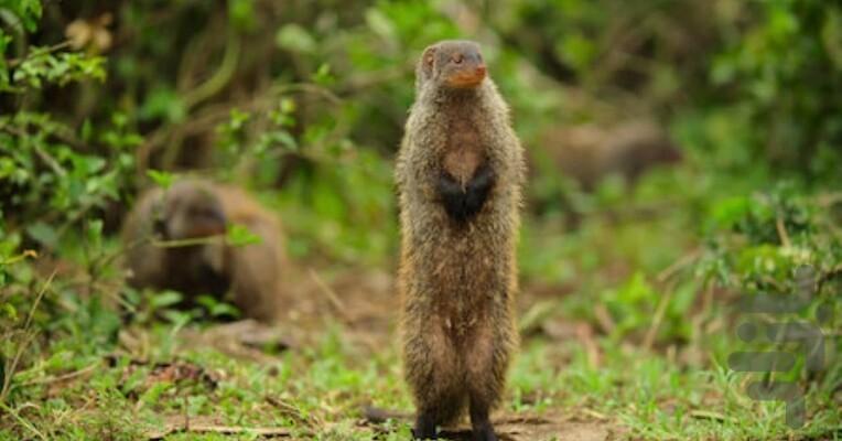 Wild Babies - Image screenshot of android app