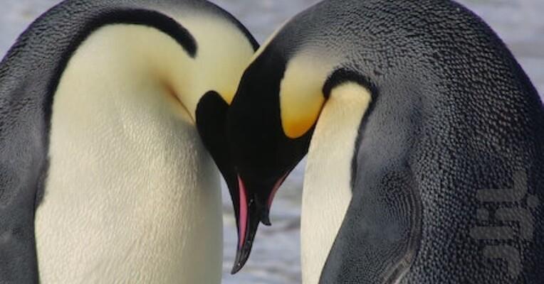 Wild Babies - Image screenshot of android app