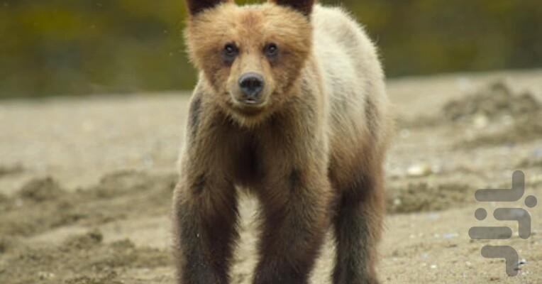 Wild Babies - Image screenshot of android app