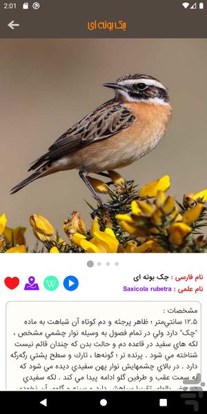پرندگان ایران - عکس برنامه موبایلی اندروید