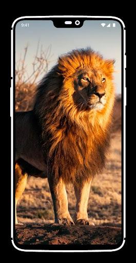 Lion Wallpaper - عکس برنامه موبایلی اندروید