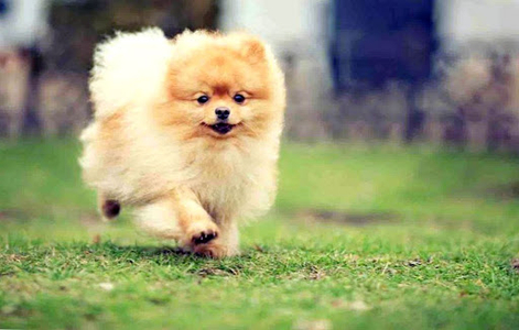 Pomeranian Wallpapers and backgrounds dog 🐾🐕📱 for Android - Download | Cafe Bazaar Pomeranian Wallpapers and backgrounds dog 🐾🐕📱 for Android - Download | Cafe Bazaar
