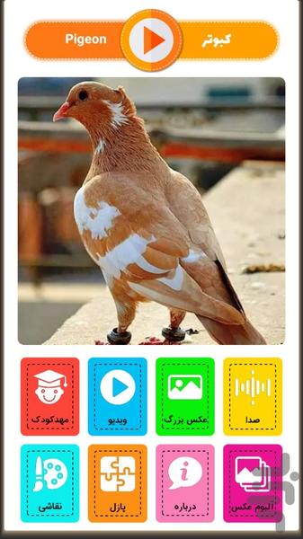 آقای قوقولی | صدای حیوانات - Gameplay image of android game