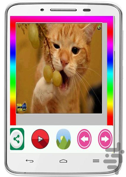 Cats Wallpapers - Image screenshot of android app