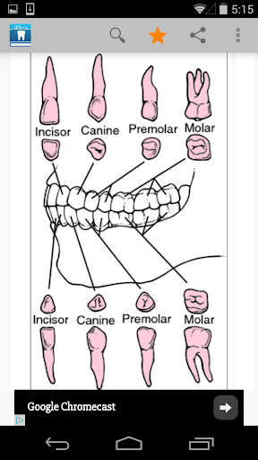 Dental Dictionary by Farlex - Image screenshot of android app