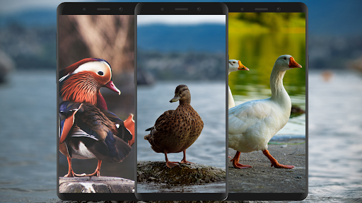 Duck Wallpaper‏ - عکس برنامه موبایلی اندروید