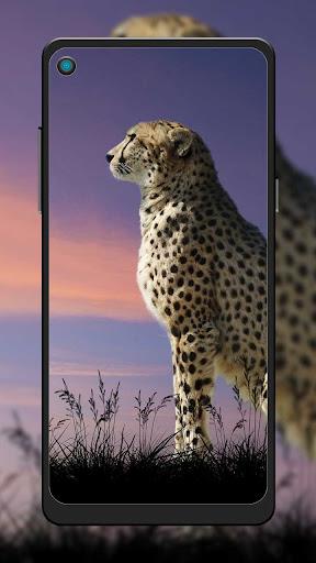 Cheetah Wallpaper - Image screenshot of android app