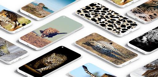 Cheetah Leopard Wallpaper - Image screenshot of android app