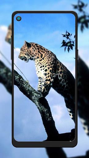 Cheetah Leopard Wallpaper - Image screenshot of android app