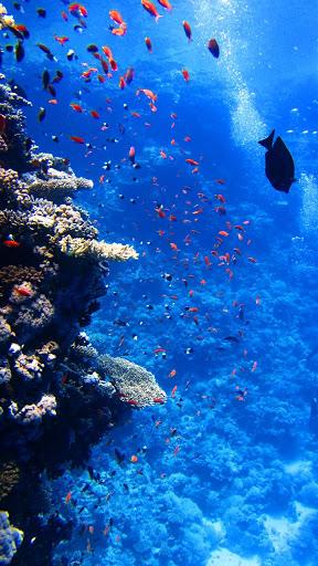 Fish Lock Screen Live Wallpaper - عکس برنامه موبایلی اندروید