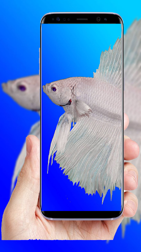 ۱۰۰+Fish Full HD Wallpaper - عکس برنامه موبایلی اندروید
