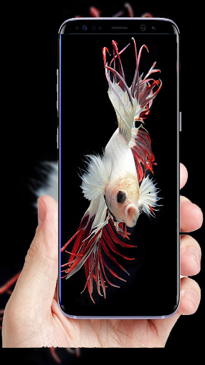 ۱۰۰+Fish Full HD Wallpaper - عکس برنامه موبایلی اندروید