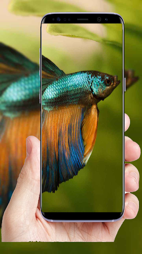 ۱۰۰+Fish Full HD Wallpaper - عکس برنامه موبایلی اندروید