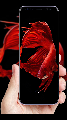 100+Fish Full HD Wallpaper - Image screenshot of android app