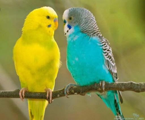 Parakeet Song Training - عکس برنامه موبایلی اندروید