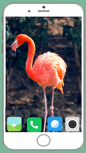 Flamingo Full HD Wallpaper - Image screenshot of android app