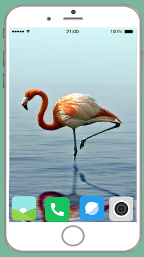 Flamingo Full HD Wallpaper - Image screenshot of android app