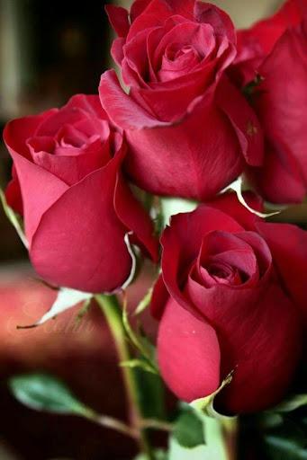 Rose Animated Images Gifs - Colorful Flowers HD 4K - Image screenshot of android app